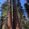 images/bike_usa_2019/giorno09-sequoie/AC0E1BB8-19A2-4D97-BC63-E7BBECCB36F1_1_105_c-thumb.jpeg