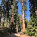 images/bike_usa_2019/giorno09-sequoie/B68BA11C-EFF4-4FE1-9918-A030D63ED010_1_105_c-thumb.jpeg