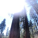 images/bike_usa_2019/giorno09-sequoie/B6B28041-E062-4DD4-924C-C1DB92AF2EB7_1_105_c-thumb.jpeg