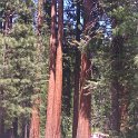 images/bike_usa_2019/giorno09-sequoie/B82E4660-D22C-4B74-BAD7-628938852B65_1_105_c-thumb.jpeg