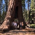 images/bike_usa_2019/giorno09-sequoie/BB1D71BC-8F4A-46A5-A694-88643B2243DE_1_105_c-thumb.jpeg