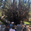 images/bike_usa_2019/giorno09-sequoie/C126BE43-788D-4903-868B-5FCB5C9B2D38_1_105_c-thumb.jpeg