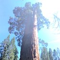 images/bike_usa_2019/giorno09-sequoie/C92830B9-CADE-46A5-8BB4-1002C8578108_1_105_c-thumb.jpeg