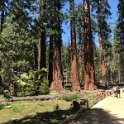 images/bike_usa_2019/giorno09-sequoie/CA0E1B0C-4501-4096-AC36-713FF5EDD11B_1_105_c-thumb.jpeg