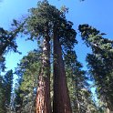 images/bike_usa_2019/giorno09-sequoie/CB3C8888-DC49-4F10-9D7D-F7A83D0599BC_1_105_c-thumb.jpeg