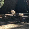 images/bike_usa_2019/giorno09-sequoie/CC4C35D3-71F9-48B0-9DE3-DC982277F688_1_105_c-thumb.jpeg