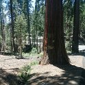 images/bike_usa_2019/giorno09-sequoie/CD17203C-E292-4E37-BD32-DD5738A5A21D_1_105_c-thumb.jpeg