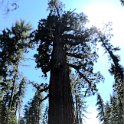 images/bike_usa_2019/giorno09-sequoie/D1657AEA-2A47-4CE2-A678-89A54120E5AD_1_105_c-thumb.jpeg