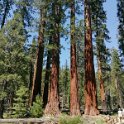 images/bike_usa_2019/giorno09-sequoie/D3079429-A31A-4049-A57A-583924C94744_1_105_c-thumb.jpeg