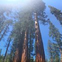 images/bike_usa_2019/giorno09-sequoie/D66E8412-F463-4FA8-9B68-87C49571E82E_1_105_c-thumb.jpeg