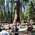 images/bike_usa_2019/giorno09-sequoie/DB201094-19A1-4DEB-BFB3-7F25665F41E3_1_105_c-thumb.jpeg