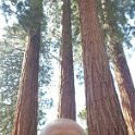 images/bike_usa_2019/giorno09-sequoie/DDF0AB23-2245-46D4-A472-4E92097F6A8A_1_105_c-thumb.jpeg