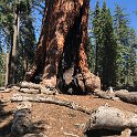 images/bike_usa_2019/giorno09-sequoie/DE1E4386-4F19-4DAB-A01D-870C0E3A895E_1_105_c-thumb.jpeg