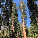 images/bike_usa_2019/giorno09-sequoie/E2C0BB35-2220-47F4-A1AE-1F1E99004EC2_1_105_c-thumb.jpeg