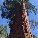 images/bike_usa_2019/giorno09-sequoie/E637D57D-361E-4CF1-B837-4A4DDE077D24_1_105_c-thumb.jpeg