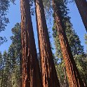 images/bike_usa_2019/giorno09-sequoie/E916D8C1-7834-4651-A3B8-BF66561D16C6_1_105_c-thumb.jpeg