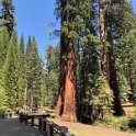 images/bike_usa_2019/giorno09-sequoie/EDA707E9-F2F5-4C82-9671-4A301E8A6E5B_1_105_c-thumb.jpeg