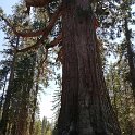 images/bike_usa_2019/giorno09-sequoie/EE382344-3517-4AAA-985D-3BA2D301CAE9_1_105_c-thumb.jpeg