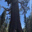 images/bike_usa_2019/giorno09-sequoie/F1471362-4D27-4002-94EE-9461F5C9E8FA_1_105_c-thumb.jpeg