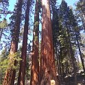 images/bike_usa_2019/giorno09-sequoie/F18C9F38-453B-43E7-A7D5-4681DAFE016D_1_105_c-thumb.jpeg