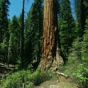 images/bike_usa_2019/giorno09-sequoie/F2C30E98-AE50-4F30-B8D6-DBADB9849F76_1_105_c-thumb.jpeg