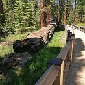 images/bike_usa_2019/giorno09-sequoie/F2E7B52E-60E1-44BD-828D-79C46AAA5092_1_105_c-thumb.jpeg