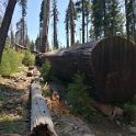 images/bike_usa_2019/giorno09-sequoie/F3C6D2E9-F680-422F-8DB3-1471E124D128_1_105_c-thumb.jpeg