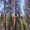 images/bike_usa_2019/giorno09-sequoie/F5C8A200-7FA9-48F5-AEA5-19C66F8F42AF_1_105_c-thumb.jpeg