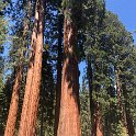 images/bike_usa_2019/giorno09-sequoie/F783D805-70E0-40C6-AC7B-94B8816D425E_1_105_c-thumb.jpeg