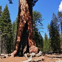 images/bike_usa_2019/giorno09-sequoie/F9991706-B5AD-4918-B0CF-9B0414C96200_1_105_c-thumb.jpeg