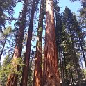 images/bike_usa_2019/giorno09-sequoie/FC243342-7CC6-47AD-B5AC-4257392689A3_1_105_c-thumb.jpeg