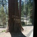 images/bike_usa_2019/giorno09-sequoie/FE39044E-46F8-4E58-B635-6E35AEFA6D2A_1_105_c-thumb.jpeg