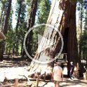 images/bike_usa_2019/giorno09-sequoie/IMG_4361-thumb.jpg